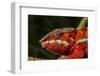 Panther Chameleon, Madagasdar-Paul Souders-Framed Premium Photographic Print