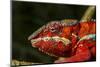 Panther Chameleon, Madagasdar-Paul Souders-Mounted Premium Photographic Print