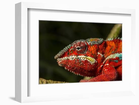 Panther Chameleon, Madagasdar-Paul Souders-Framed Photographic Print