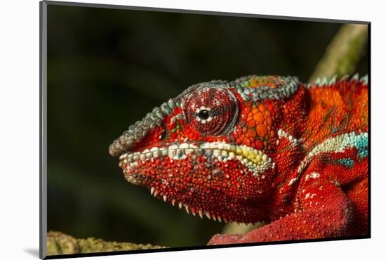 Panther Chameleon, Madagasdar-Paul Souders-Mounted Photographic Print