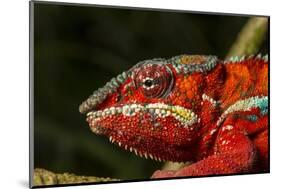 Panther Chameleon, Madagasdar-Paul Souders-Mounted Photographic Print