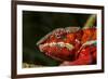 Panther Chameleon, Madagasdar-Paul Souders-Framed Photographic Print