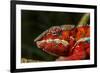 Panther Chameleon, Madagasdar-Paul Souders-Framed Photographic Print