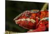 Panther Chameleon, Madagasdar-Paul Souders-Mounted Photographic Print