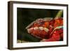 Panther Chameleon, Madagasdar-Paul Souders-Framed Photographic Print