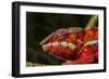 Panther Chameleon, Madagasdar-Paul Souders-Framed Photographic Print