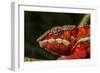 Panther Chameleon, Madagasdar-Paul Souders-Framed Photographic Print