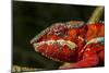 Panther Chameleon, Madagasdar-Paul Souders-Mounted Photographic Print