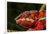 Panther Chameleon, Madagasdar-Paul Souders-Framed Photographic Print