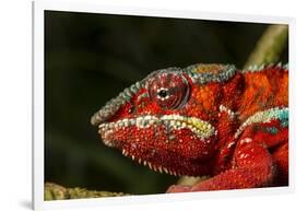 Panther Chameleon, Madagasdar-Paul Souders-Framed Photographic Print