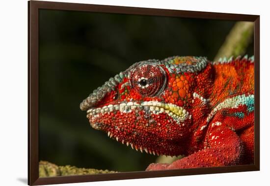 Panther Chameleon, Madagasdar-Paul Souders-Framed Photographic Print