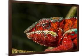 Panther Chameleon, Madagasdar-Paul Souders-Framed Photographic Print