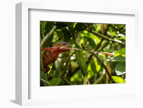 Panther Chameleon, Madagasdar-Paul Souders-Framed Photographic Print