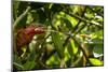 Panther Chameleon, Madagasdar-Paul Souders-Mounted Photographic Print