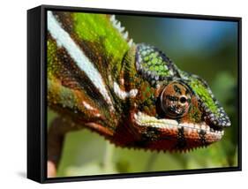 Panther Chameleon Showing Colour Change, Sambava, North-East Madagascar-Inaki Relanzon-Framed Stretched Canvas