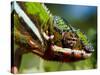 Panther Chameleon Showing Colour Change, Sambava, North-East Madagascar-Inaki Relanzon-Stretched Canvas