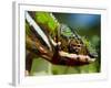 Panther Chameleon Showing Colour Change, Sambava, North-East Madagascar-Inaki Relanzon-Framed Photographic Print