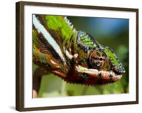 Panther Chameleon Showing Colour Change, Sambava, North-East Madagascar-Inaki Relanzon-Framed Photographic Print