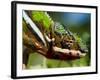 Panther Chameleon Showing Colour Change, Sambava, North-East Madagascar-Inaki Relanzon-Framed Photographic Print