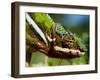 Panther Chameleon Showing Colour Change, Sambava, North-East Madagascar-Inaki Relanzon-Framed Photographic Print