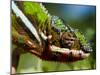 Panther Chameleon Showing Colour Change, Sambava, North-East Madagascar-Inaki Relanzon-Mounted Photographic Print