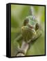 Panther Chameleon Walking Along Branch, Madagascar-Edwin Giesbers-Framed Stretched Canvas