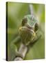 Panther Chameleon Walking Along Branch, Madagascar-Edwin Giesbers-Stretched Canvas