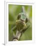 Panther Chameleon Walking Along Branch, Madagascar-Edwin Giesbers-Framed Premium Photographic Print