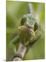 Panther Chameleon Walking Along Branch, Madagascar-Edwin Giesbers-Mounted Premium Photographic Print