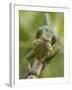 Panther Chameleon Walking Along Branch, Madagascar-Edwin Giesbers-Framed Photographic Print