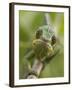 Panther Chameleon Walking Along Branch, Madagascar-Edwin Giesbers-Framed Photographic Print