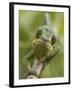 Panther Chameleon Walking Along Branch, Madagascar-Edwin Giesbers-Framed Photographic Print