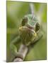 Panther Chameleon Walking Along Branch, Madagascar-Edwin Giesbers-Mounted Photographic Print