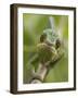 Panther Chameleon Walking Along Branch, Madagascar-Edwin Giesbers-Framed Photographic Print