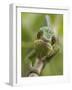 Panther Chameleon Walking Along Branch, Madagascar-Edwin Giesbers-Framed Photographic Print