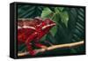 Panther Chameleon-DLILLC-Framed Stretched Canvas