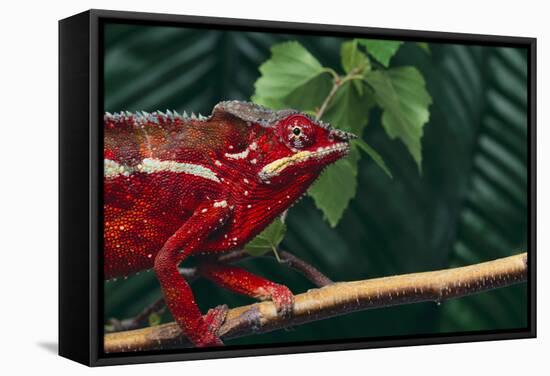 Panther Chameleon-DLILLC-Framed Stretched Canvas