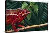 Panther Chameleon-DLILLC-Stretched Canvas