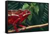 Panther Chameleon-DLILLC-Framed Stretched Canvas