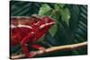 Panther Chameleon-DLILLC-Stretched Canvas