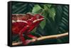 Panther Chameleon-DLILLC-Framed Stretched Canvas