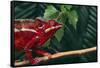 Panther Chameleon-DLILLC-Framed Stretched Canvas