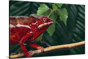 Panther Chameleon-DLILLC-Stretched Canvas