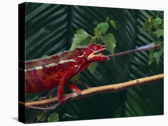 Panther Chameleon-DLILLC-Stretched Canvas