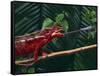 Panther Chameleon-DLILLC-Framed Stretched Canvas