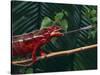 Panther Chameleon-DLILLC-Stretched Canvas