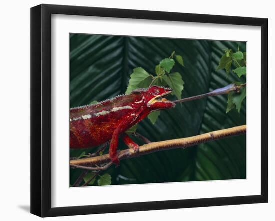 Panther Chameleon-DLILLC-Framed Photographic Print