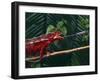 Panther Chameleon-DLILLC-Framed Photographic Print