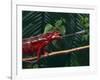 Panther Chameleon-DLILLC-Framed Photographic Print