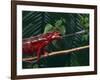 Panther Chameleon-DLILLC-Framed Photographic Print